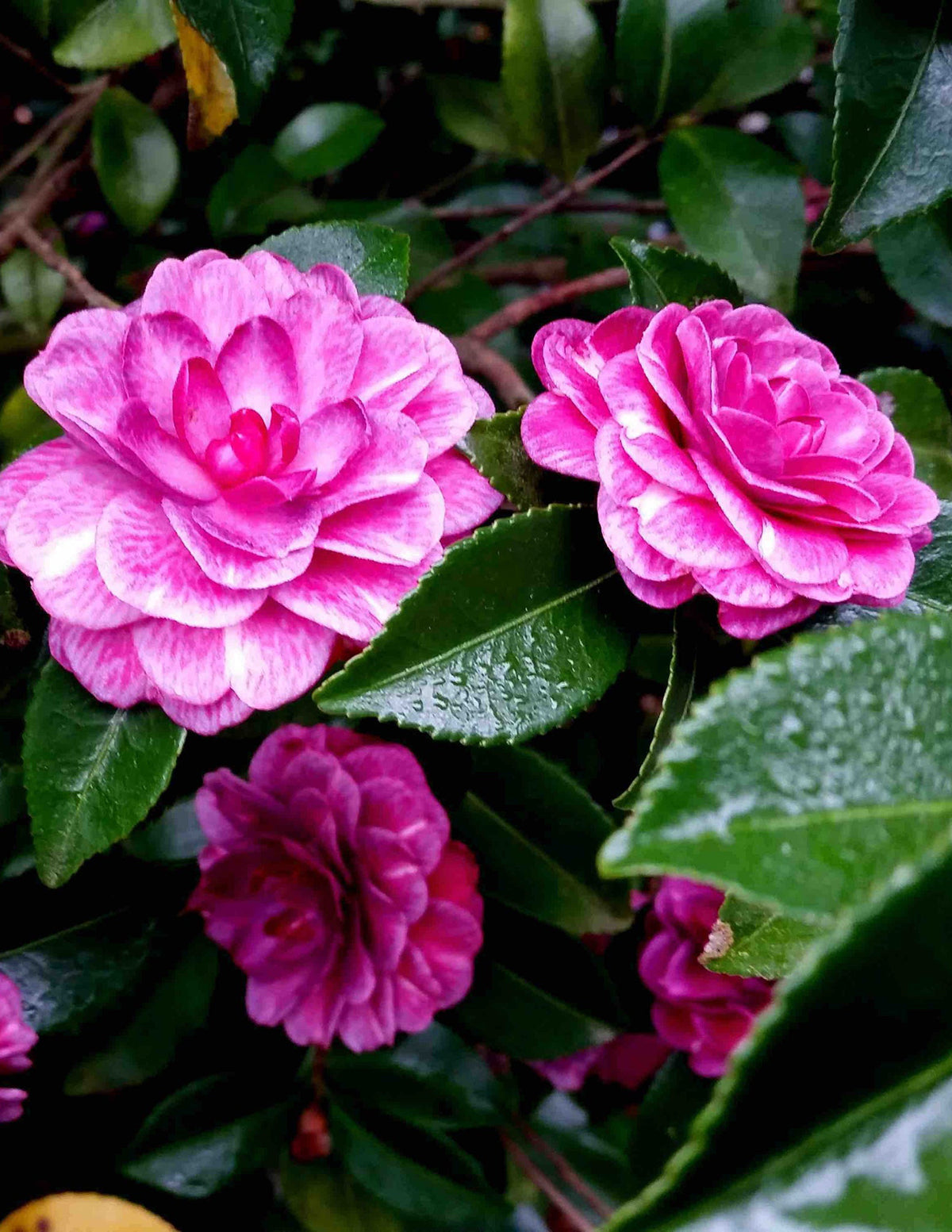Purple Haze Camellia