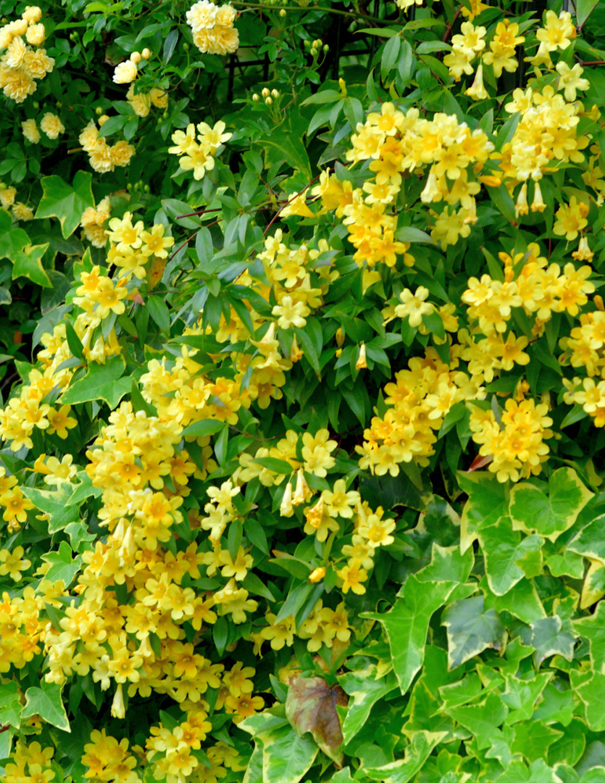 Carolina Jasmine