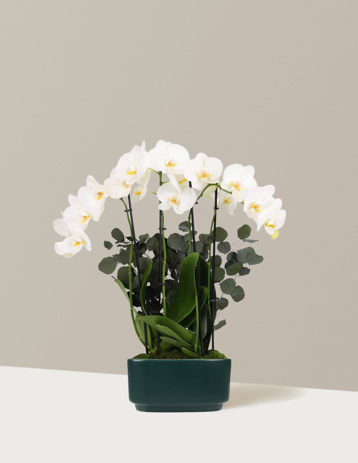 Large Double Orchid