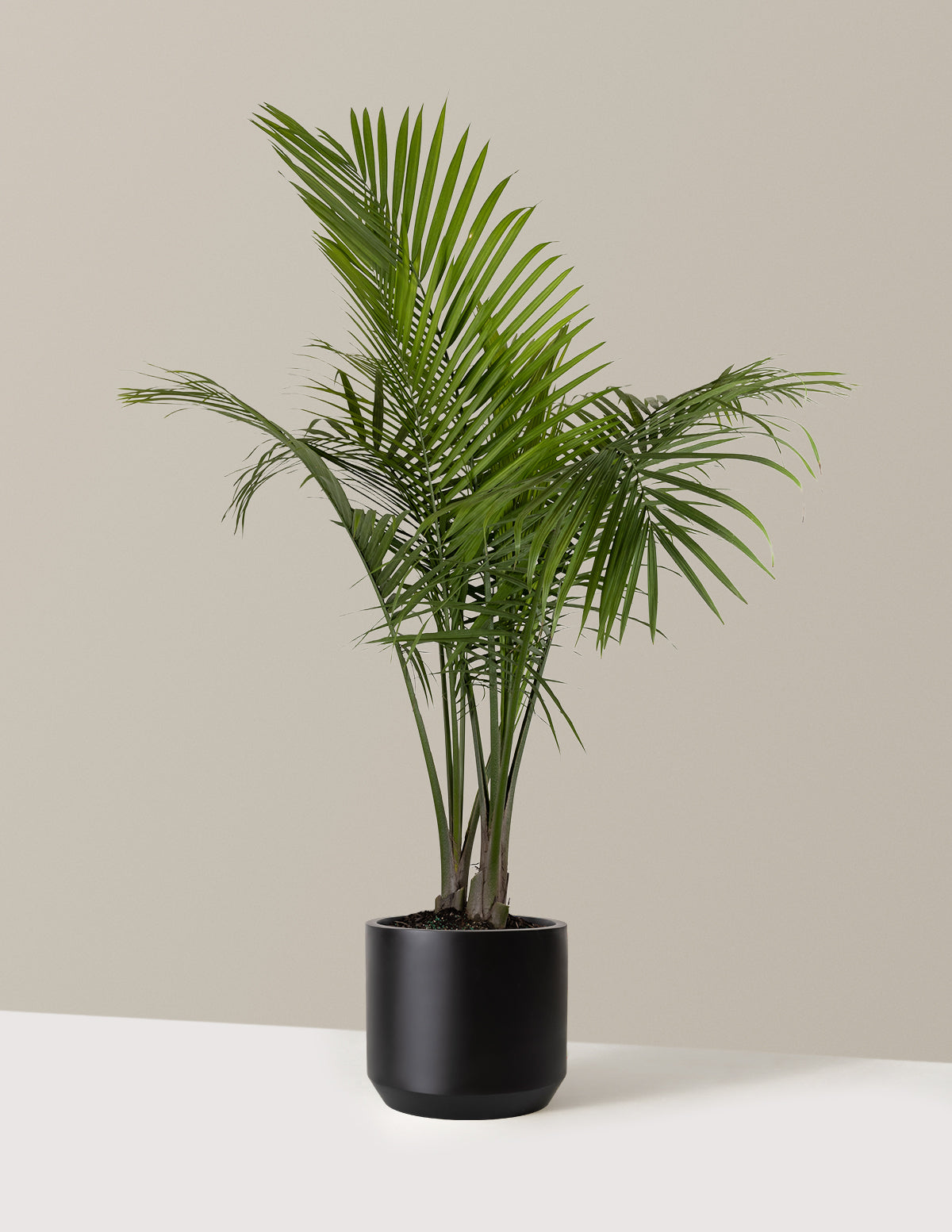 Large Majesty Palm