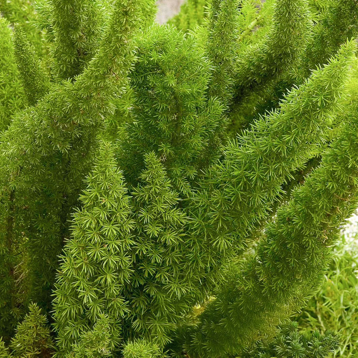 Foxtail Fern