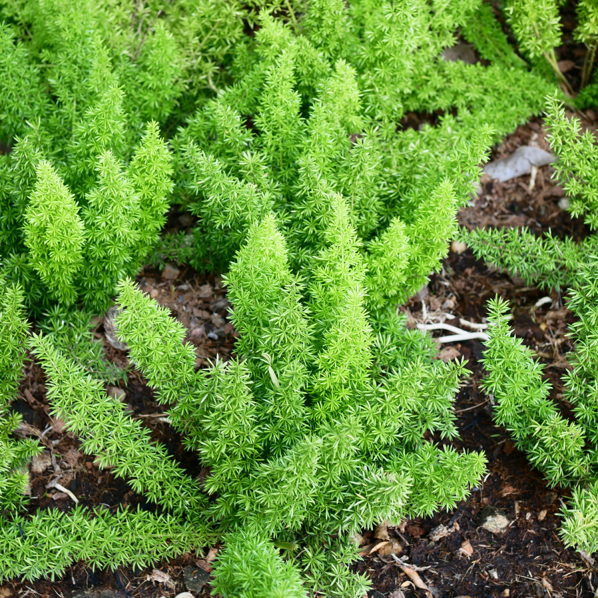 Foxtail Fern