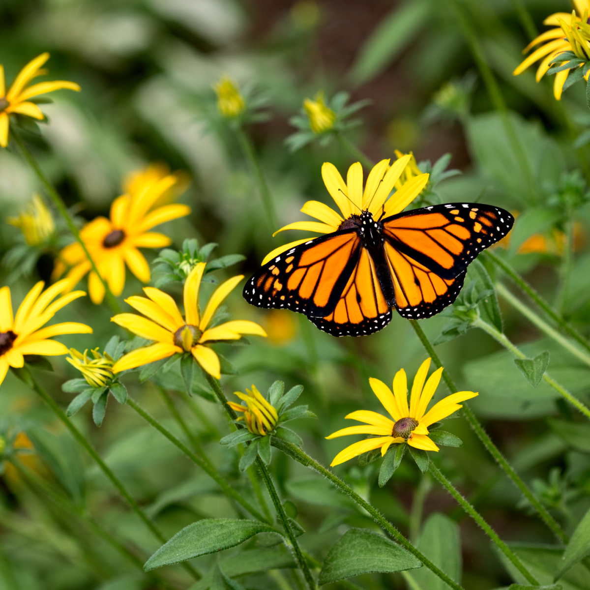 Goldsturm Black-Eyed Susan