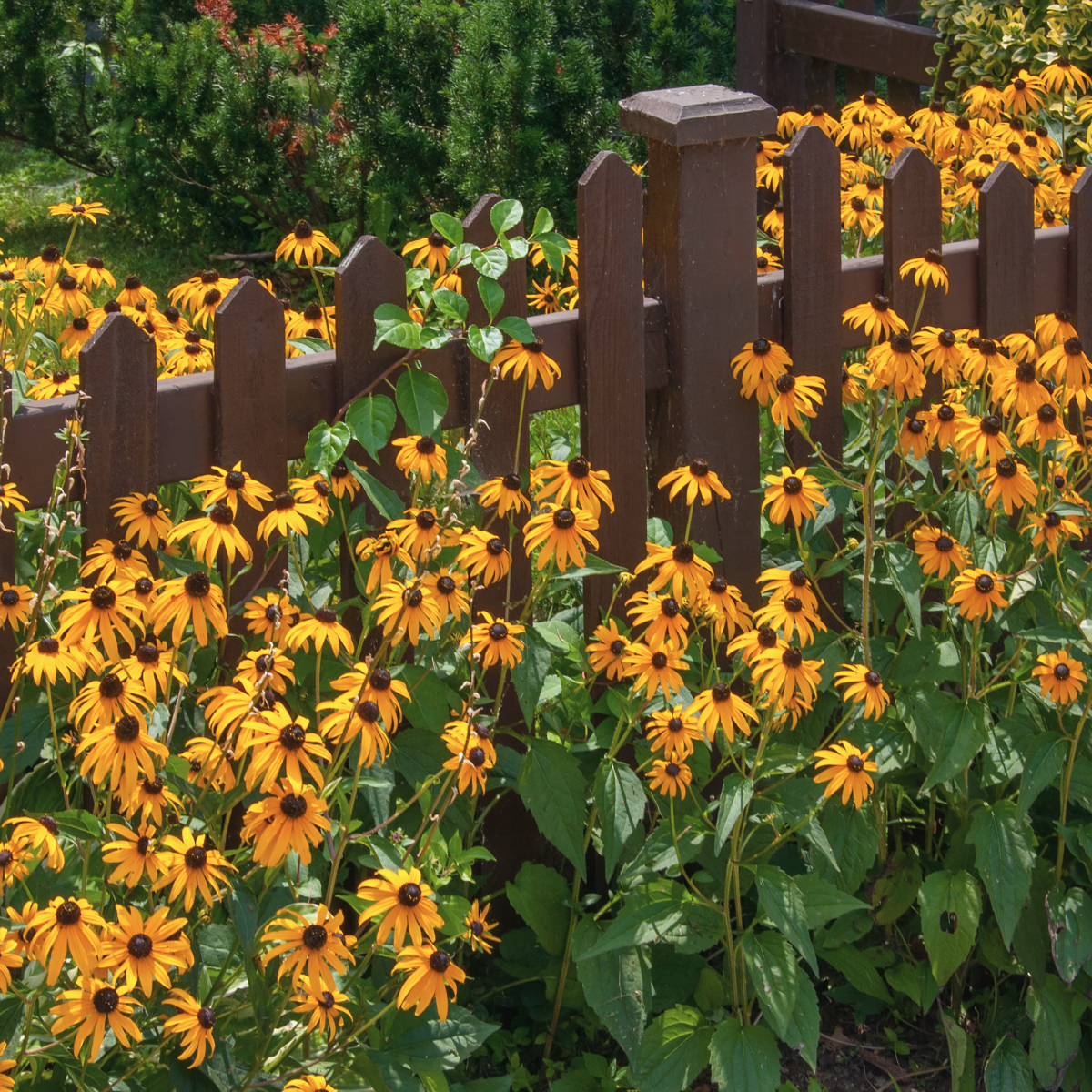 Goldsturm Black-Eyed Susan