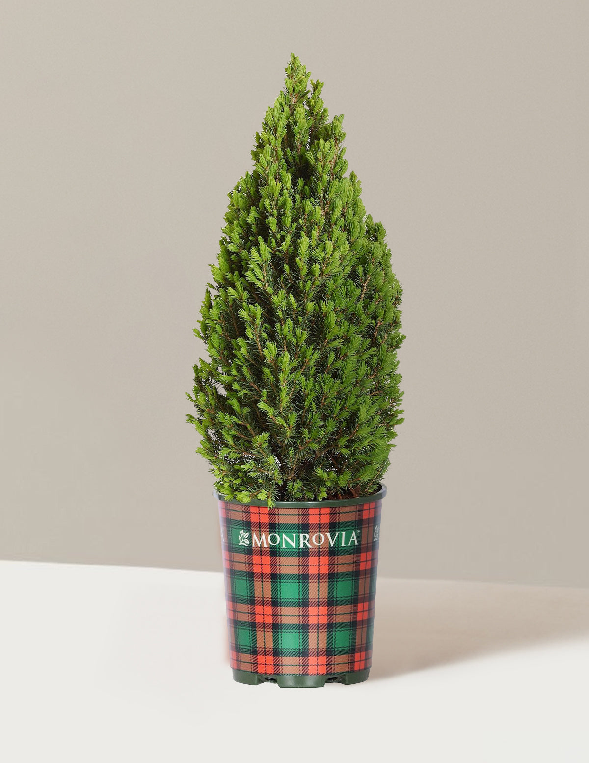 Tiny Tower® Dwarf Alberta Spruce