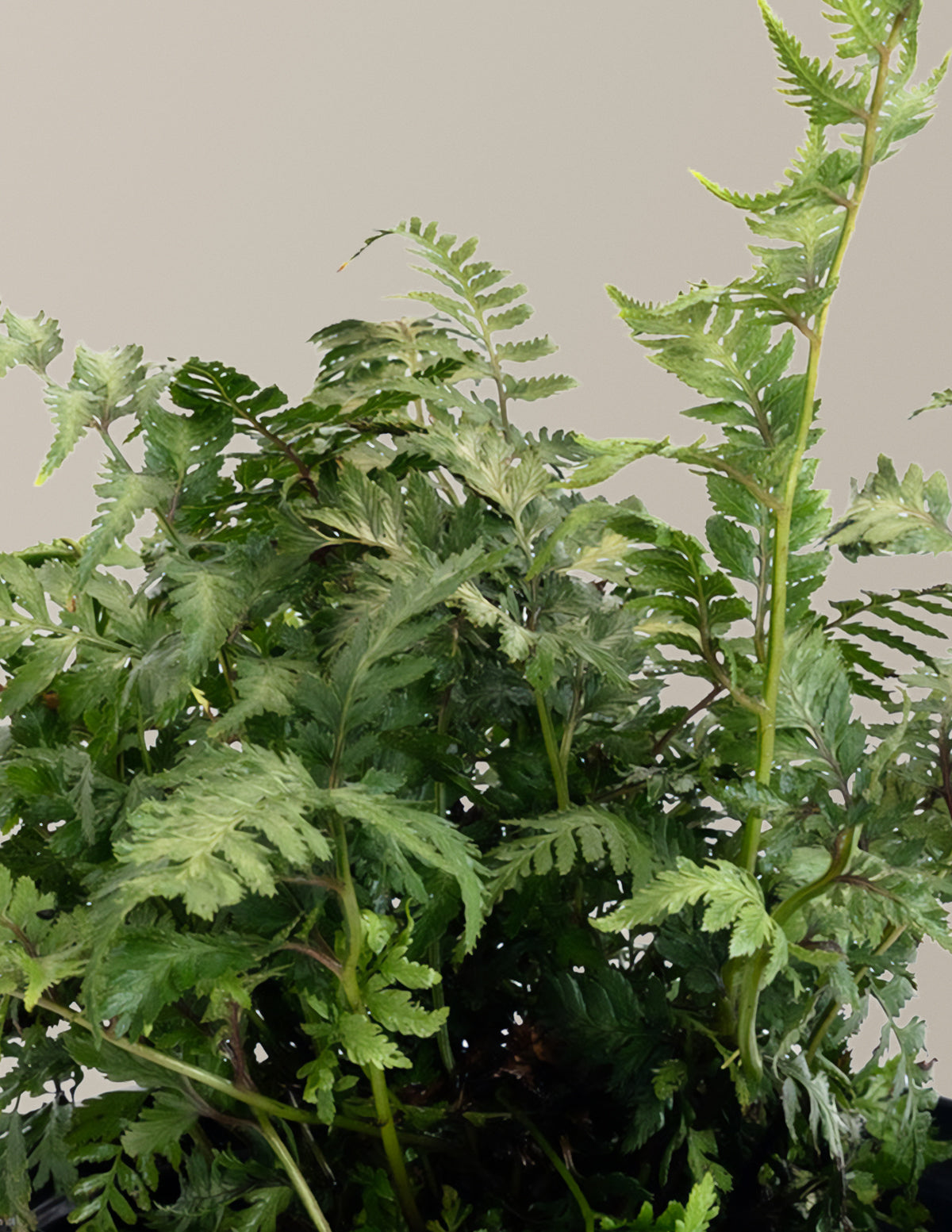 Japanese Painted Fern