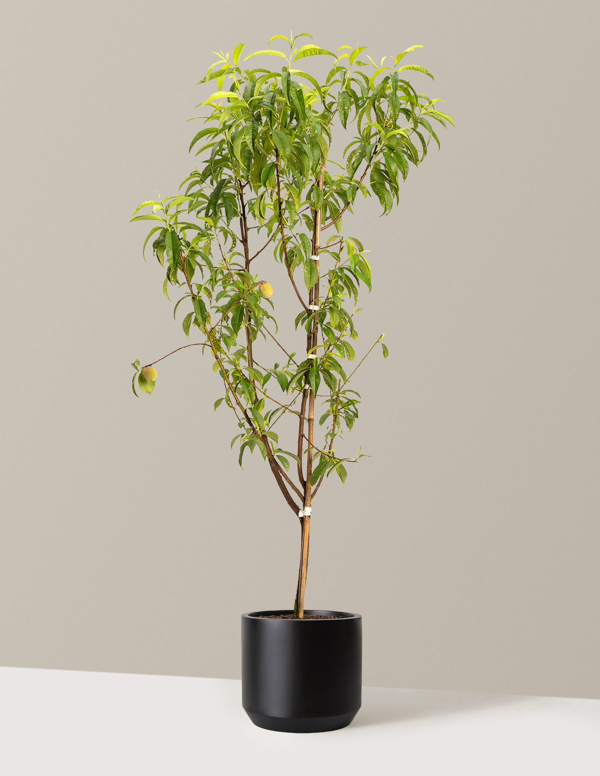 Multi-Fruit Peach Tree