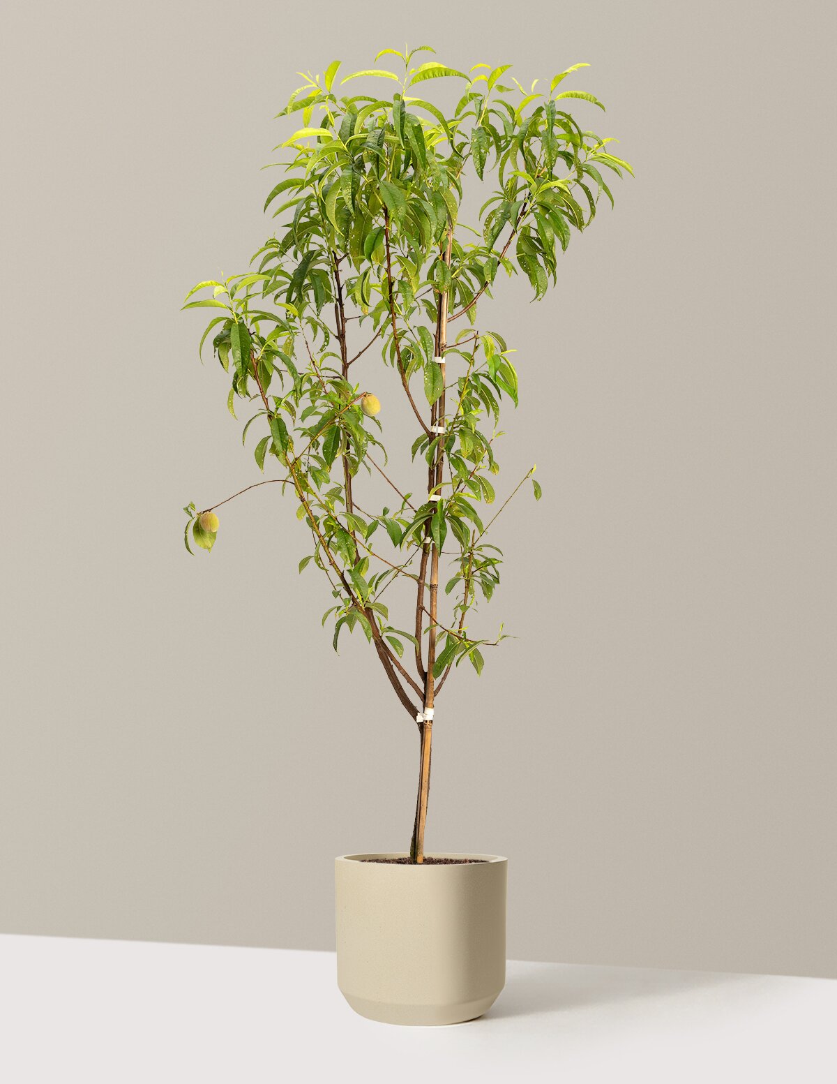 Multi-Fruit Peach Tree