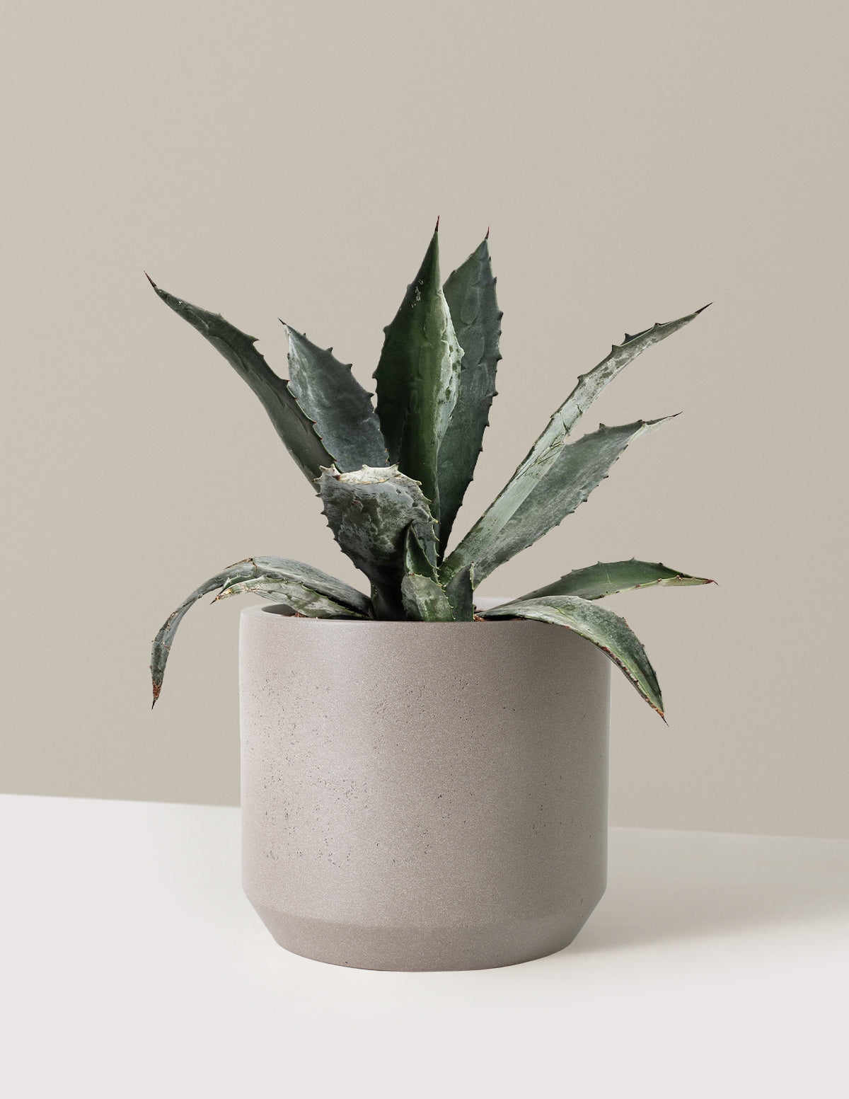 Agave Americana