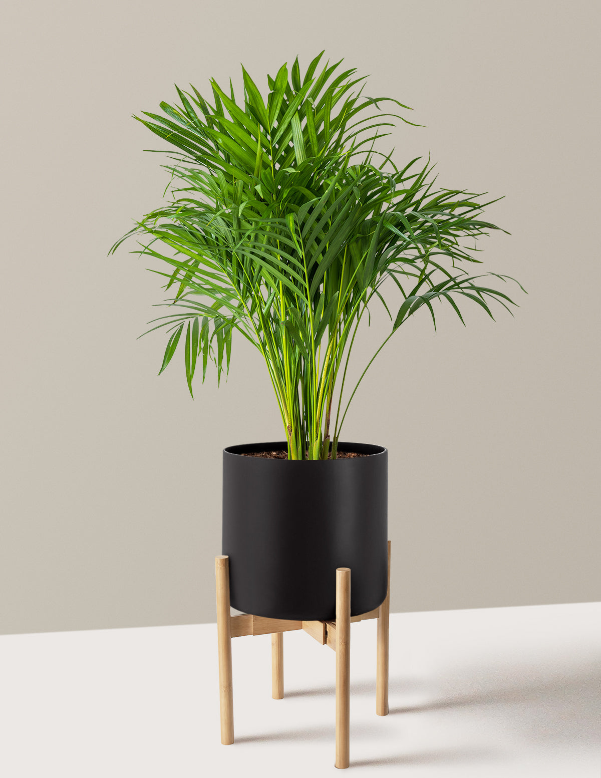Areca Purifying Palm