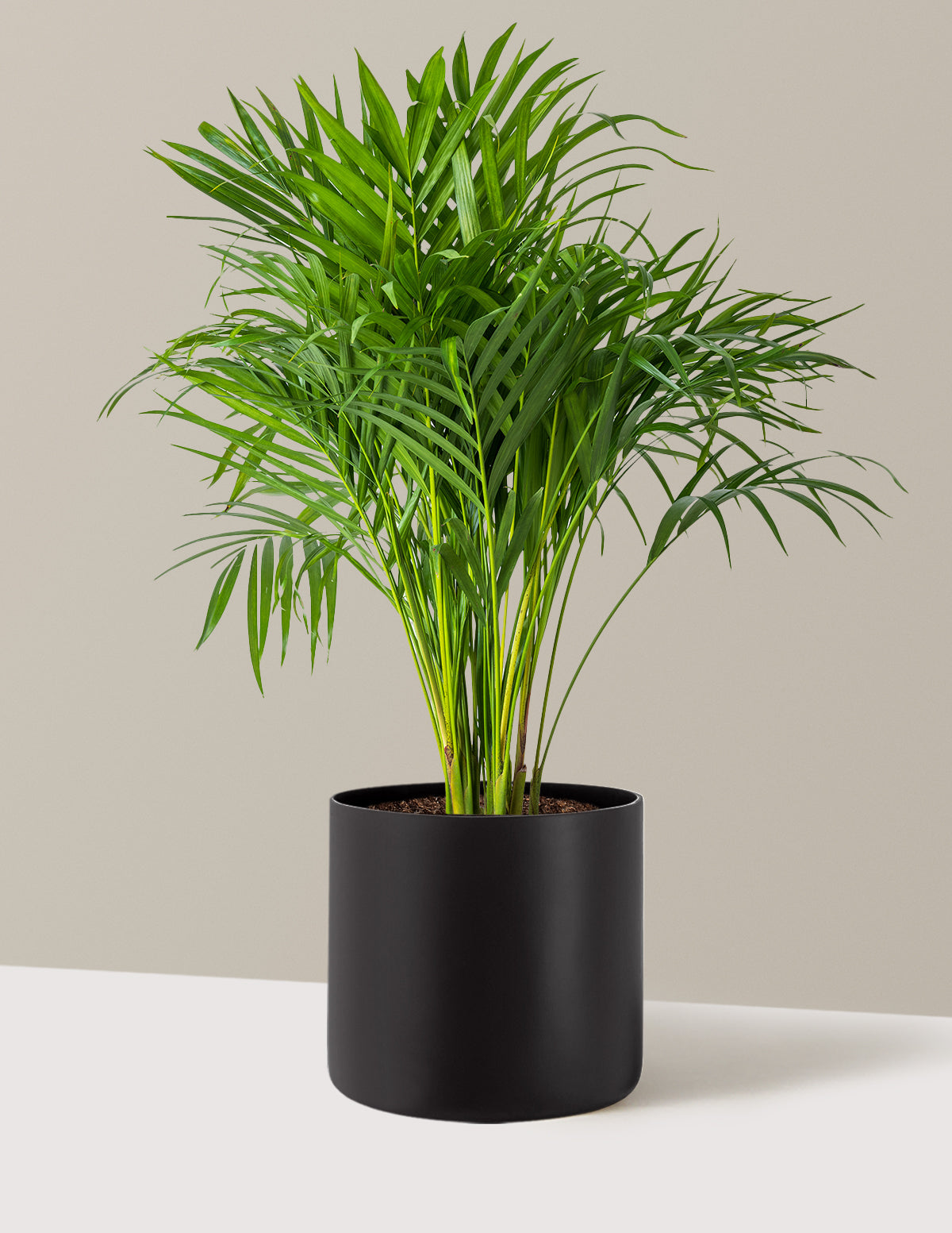 Areca Purifying Palm