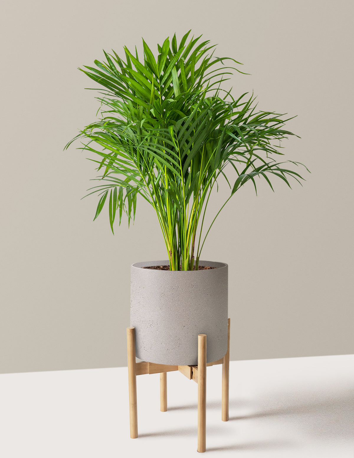 Areca Purifying Palm