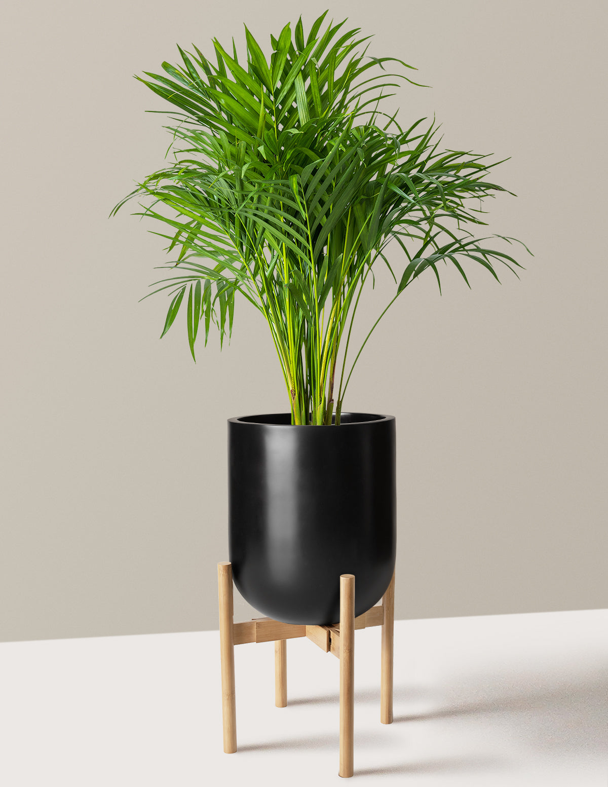 Areca Purifying Palm