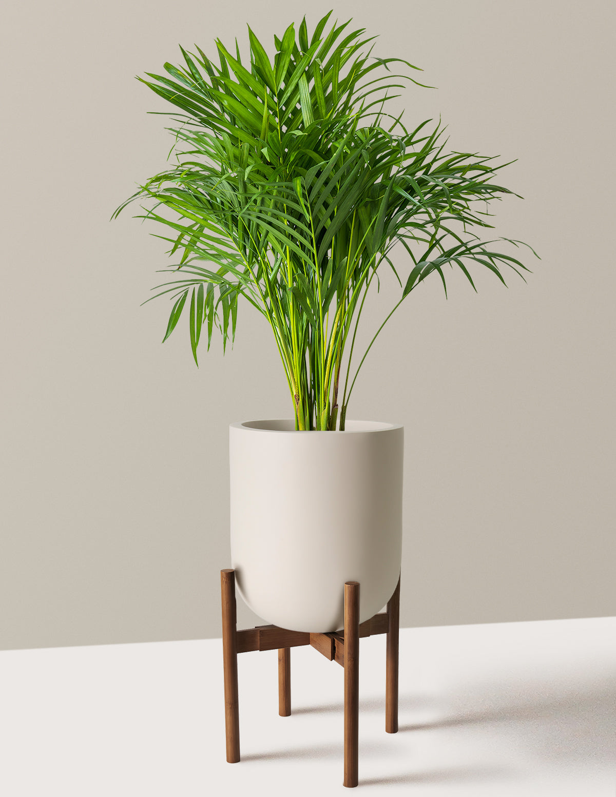 Areca Purifying Palm