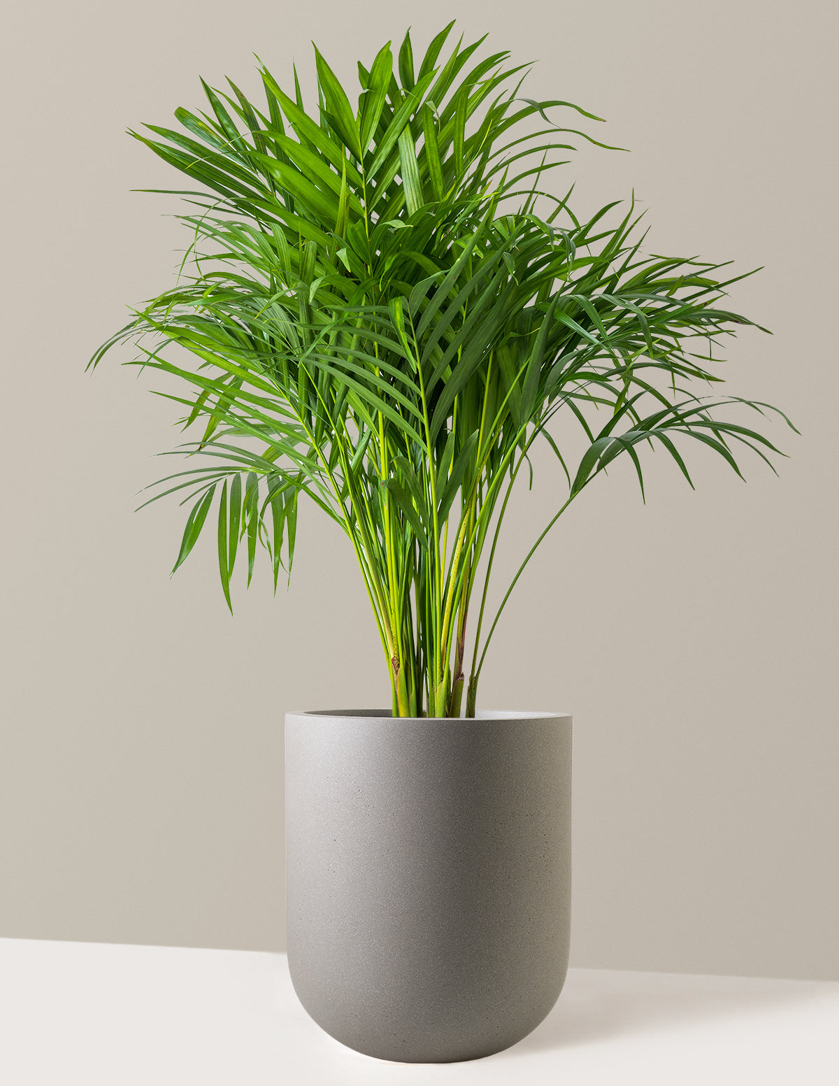 Areca Purifying Palm