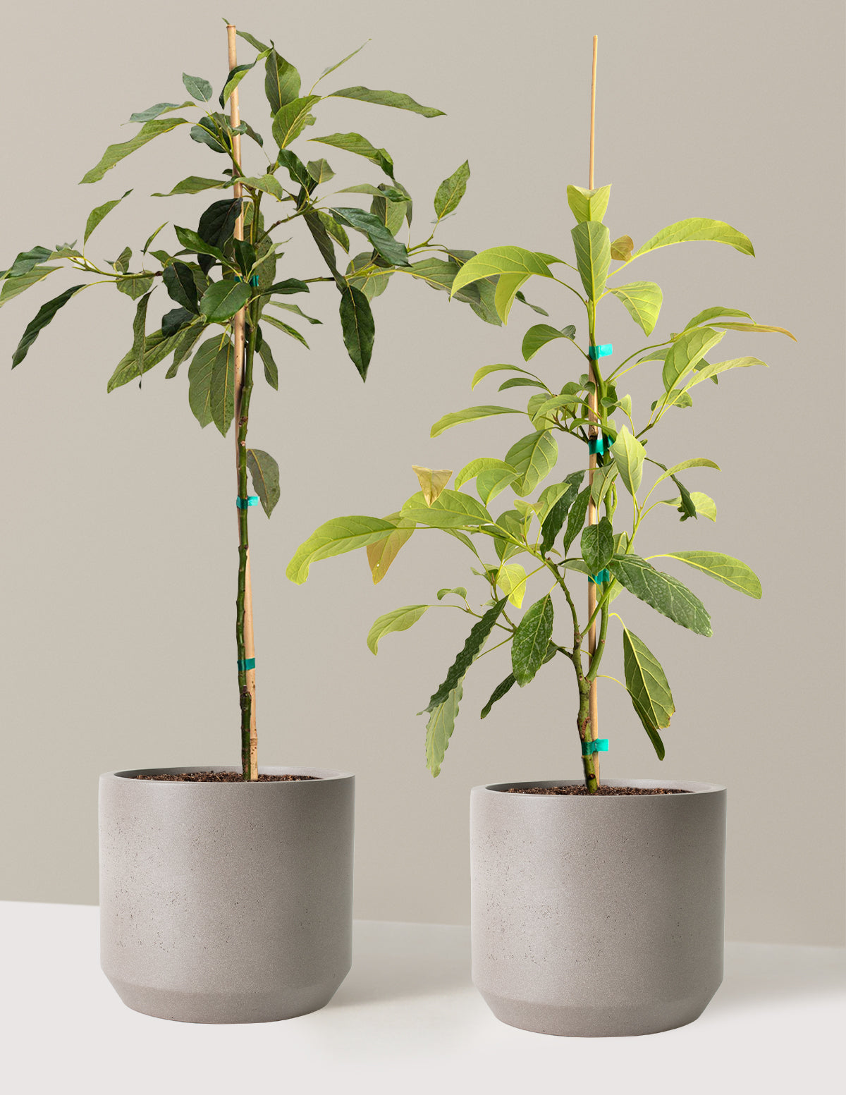 Avocado Tree Bundle