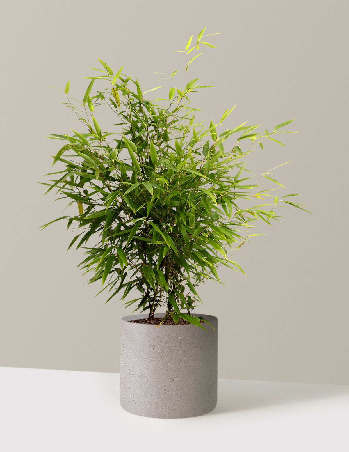 Black Bamboo