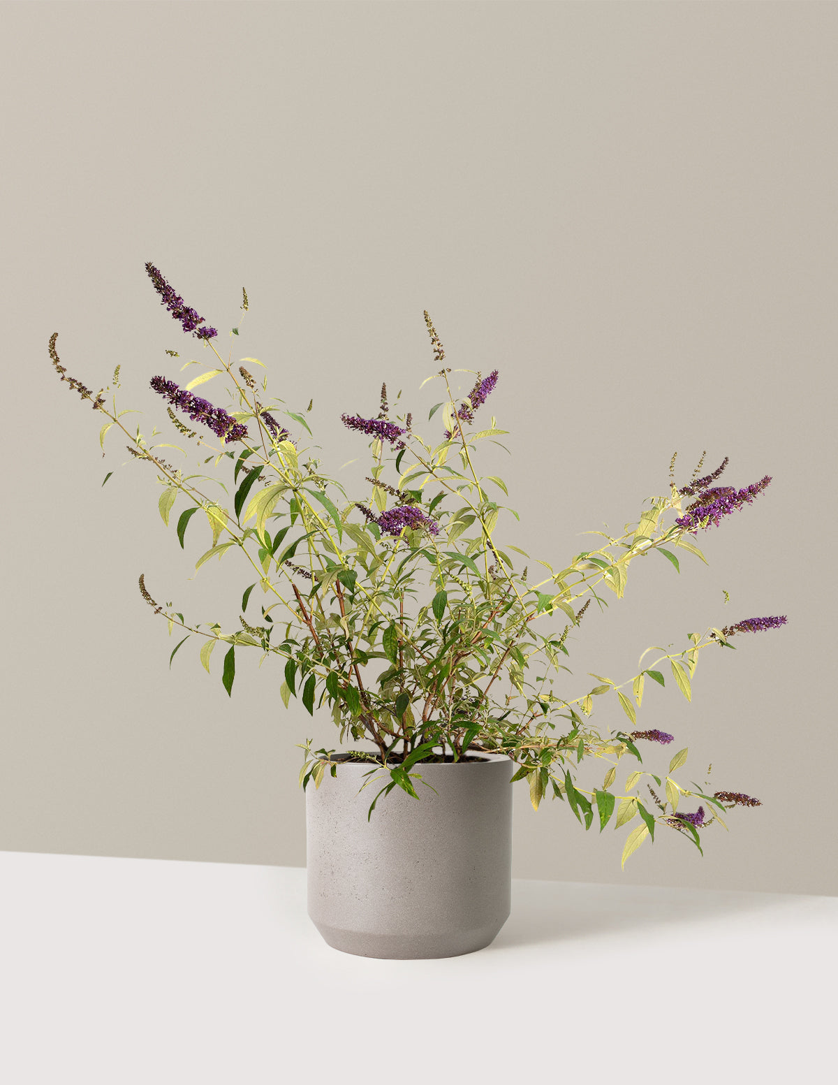 Black Knight Butterfly Bush