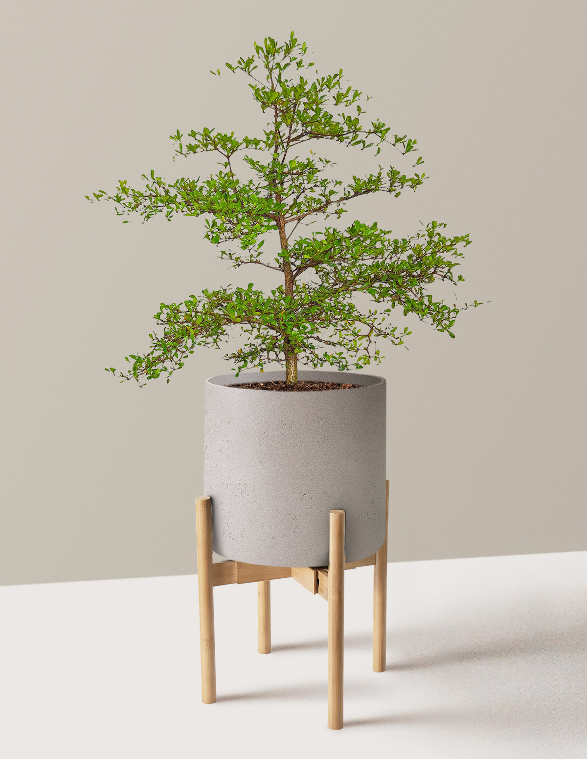 Black Olive Tree
