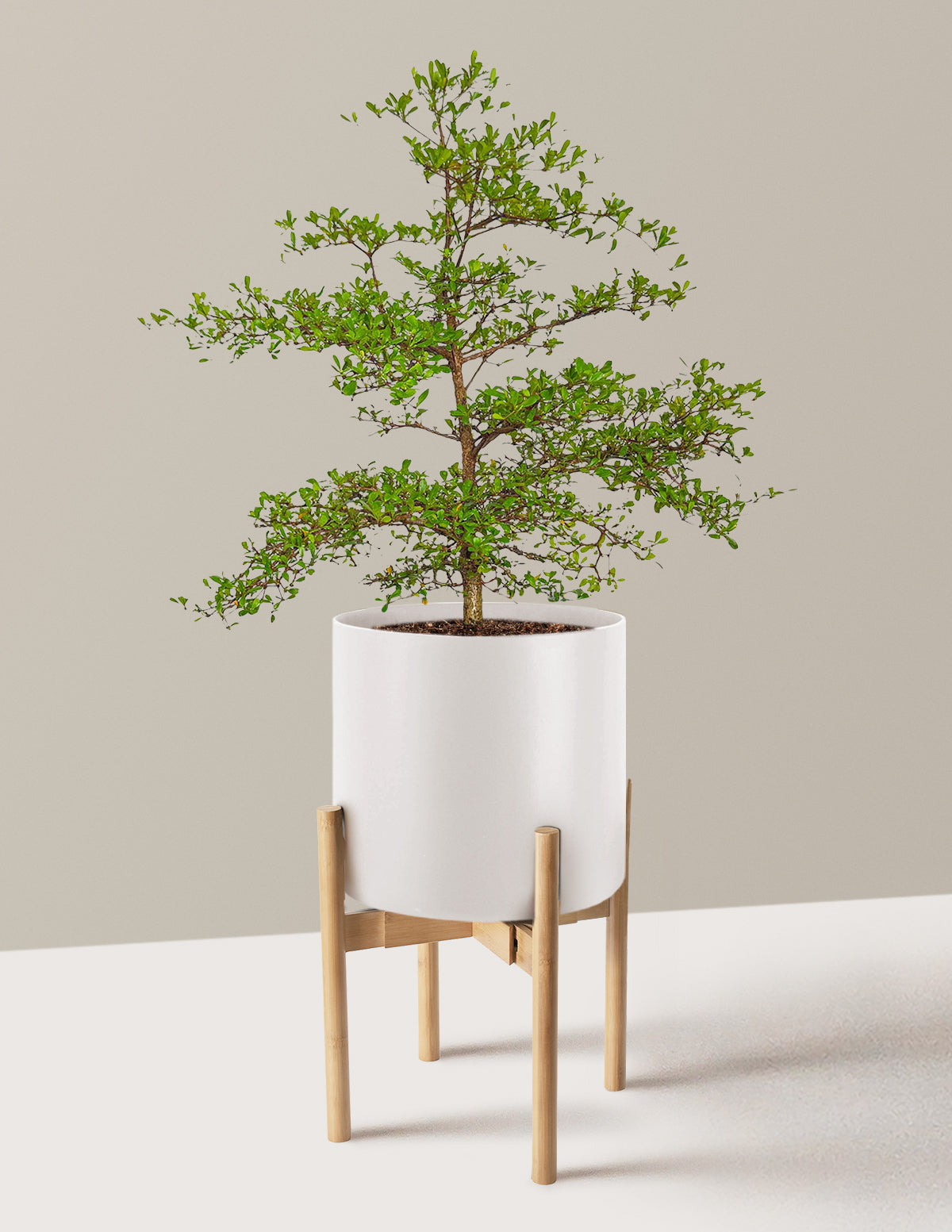 Black Olive Tree