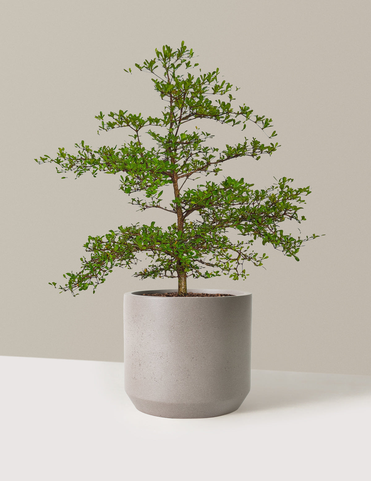 Black Olive Tree