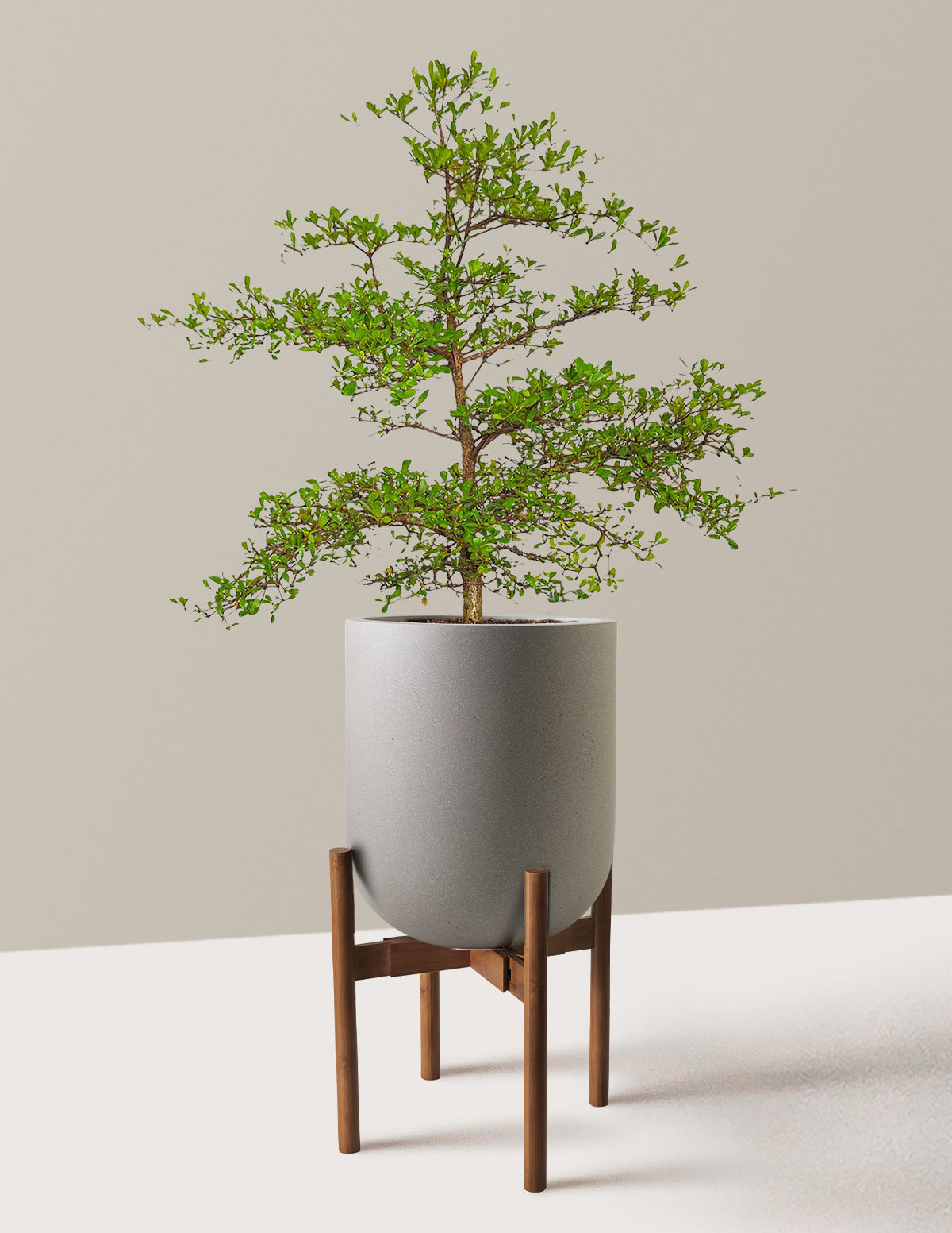 Black Olive Tree