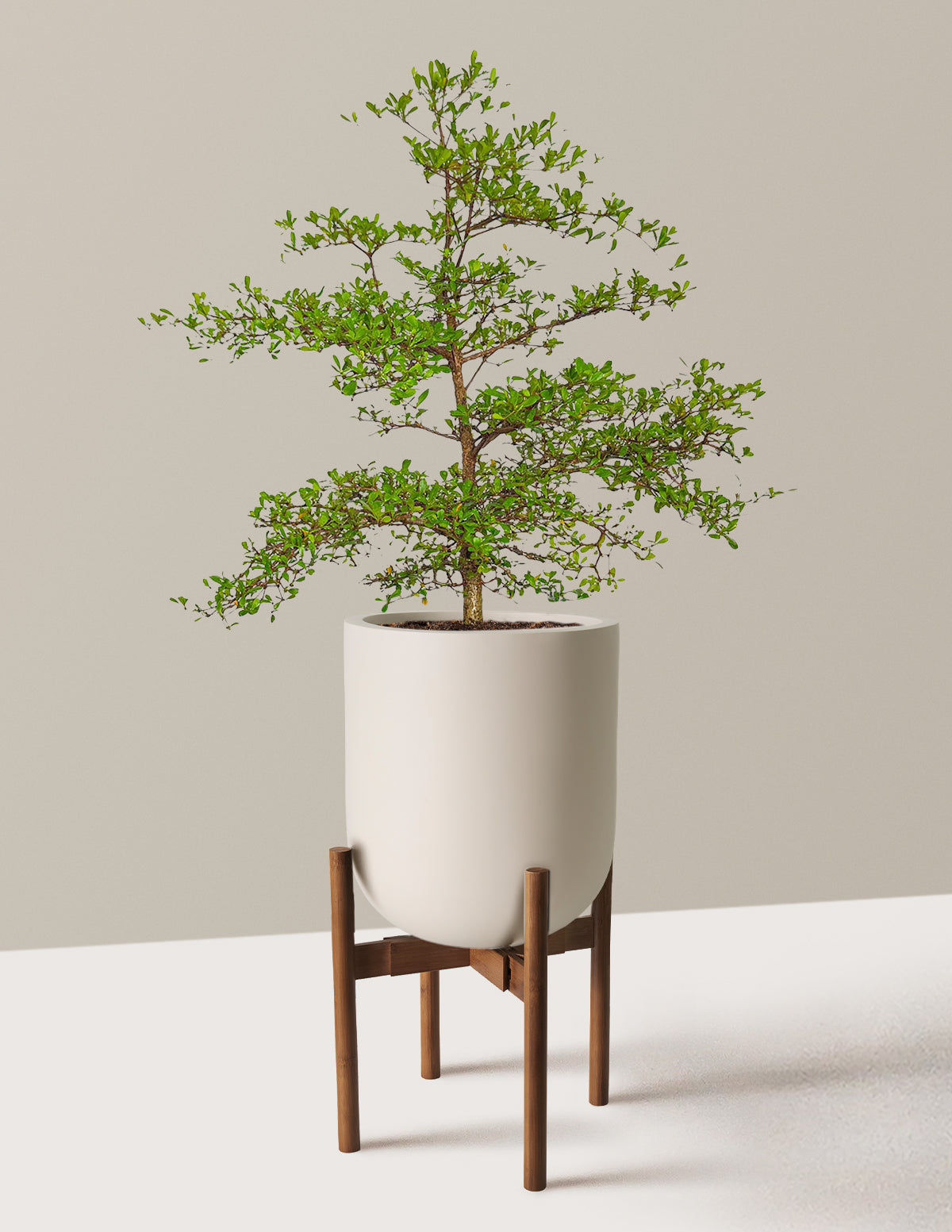 Black Olive Tree