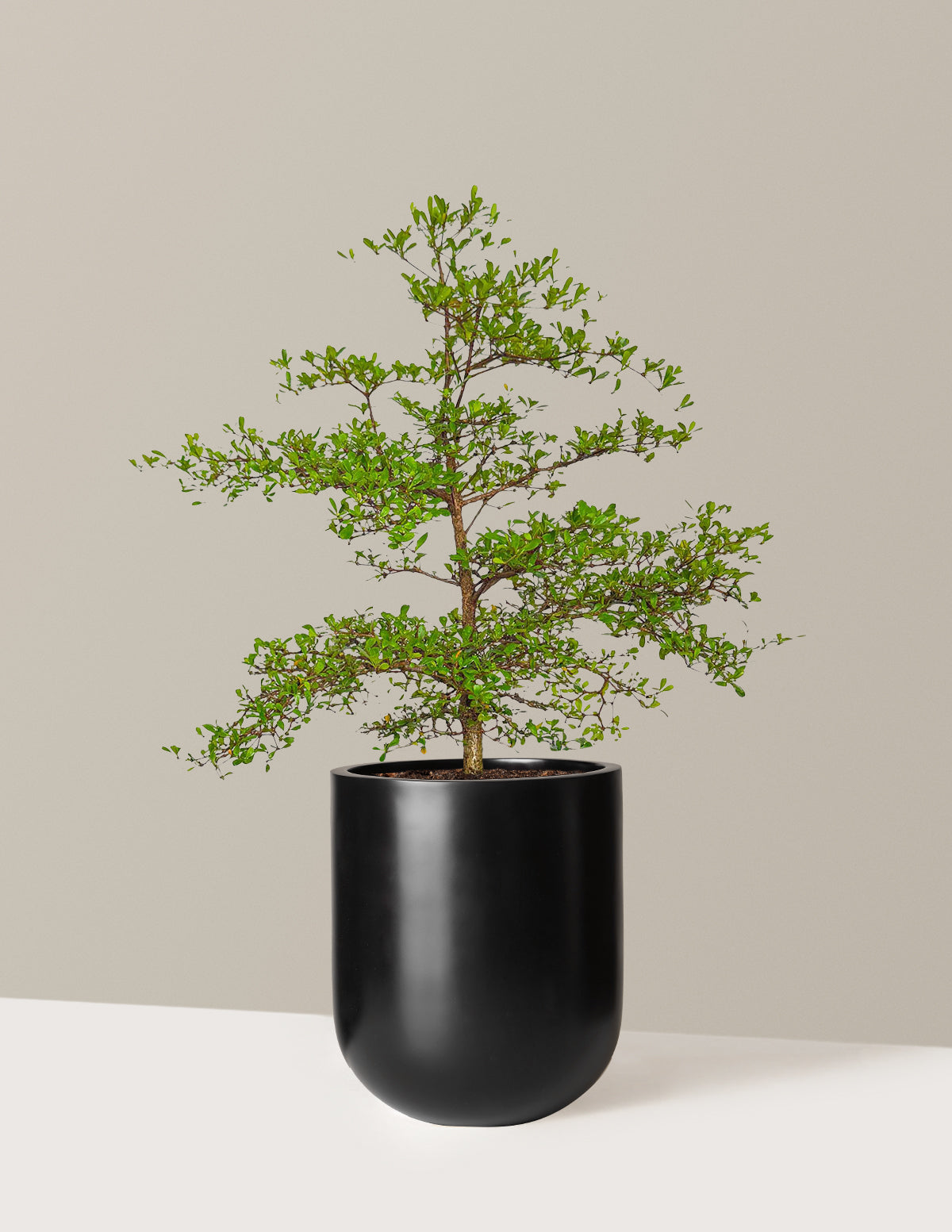 Black Olive Tree