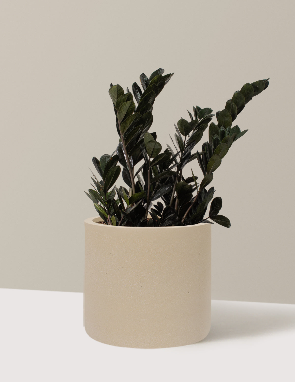 Black ZZ Plant