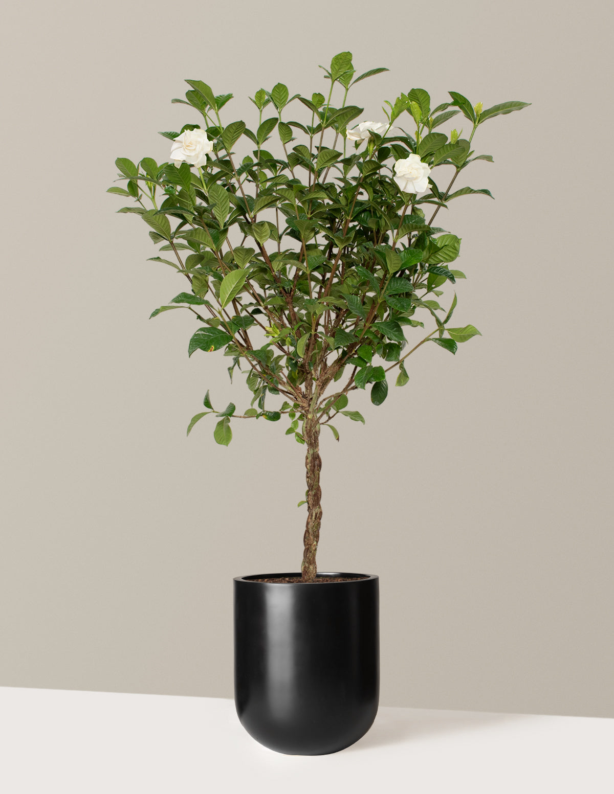 Large Braided Gardenia