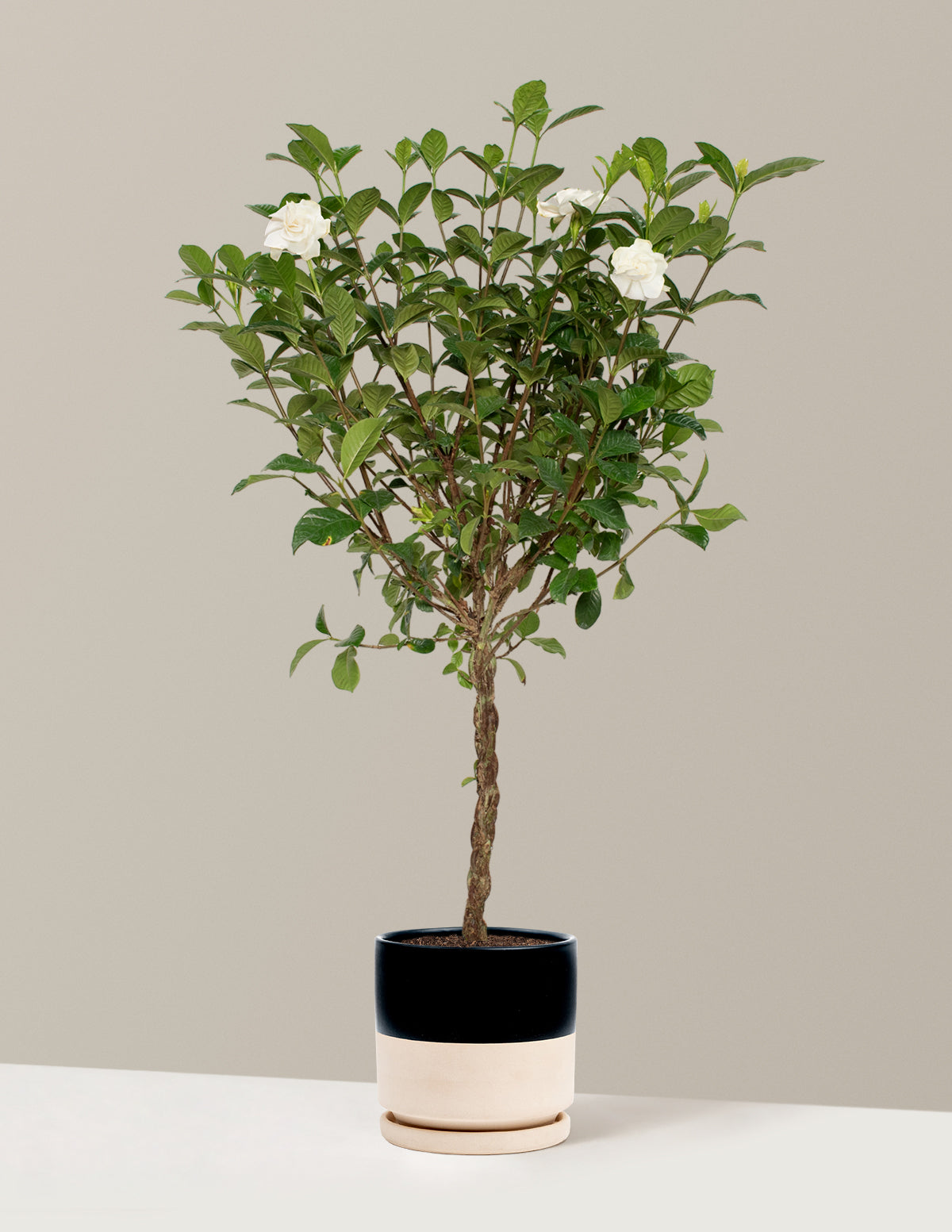Large Braided Gardenia