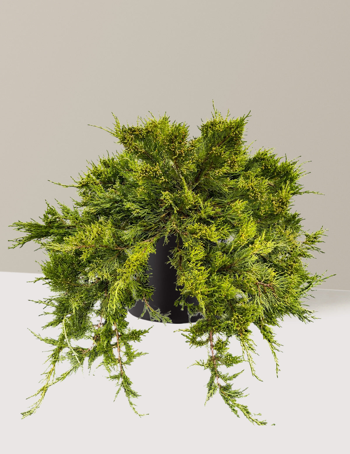Broadmoor Juniper