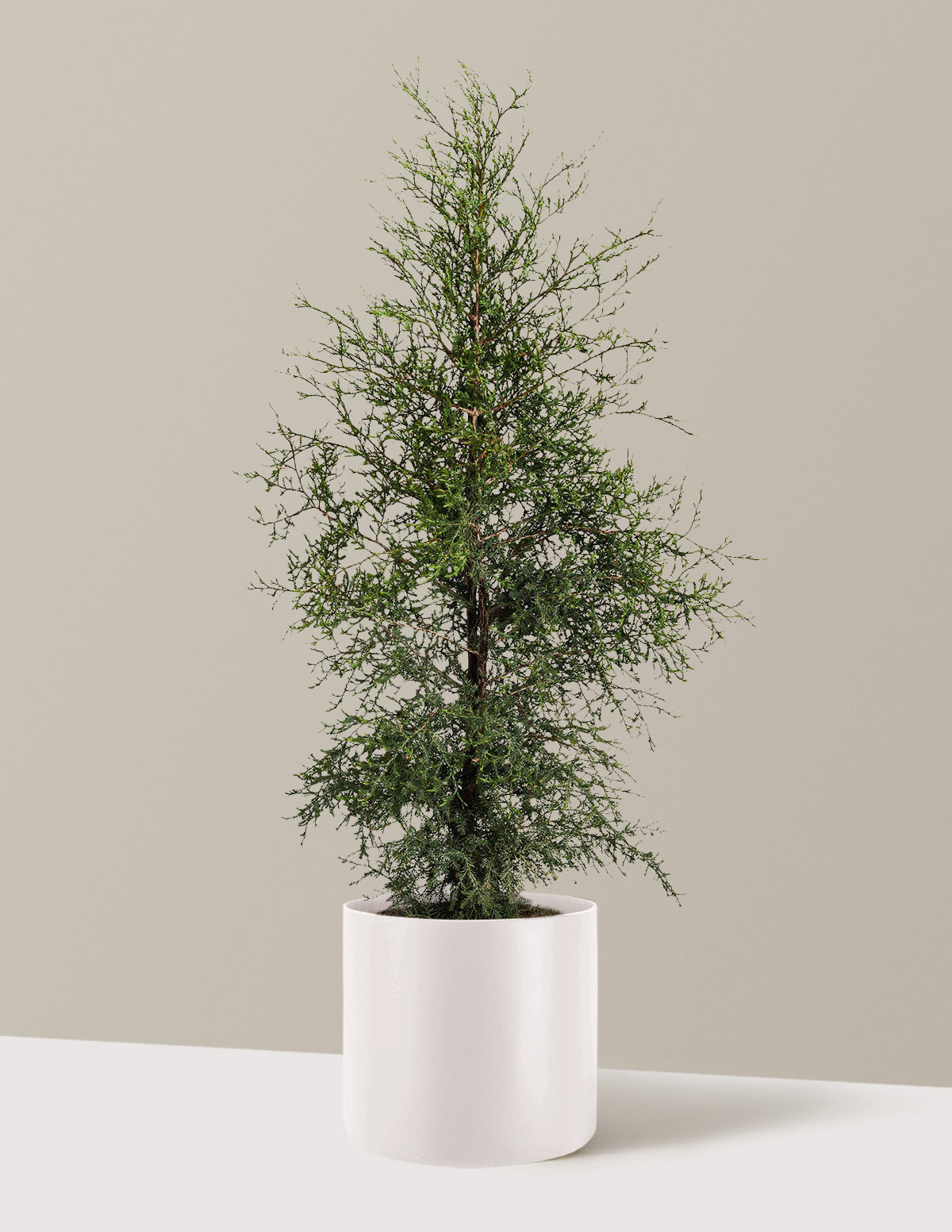 Brodie Eastern Red Cedar
