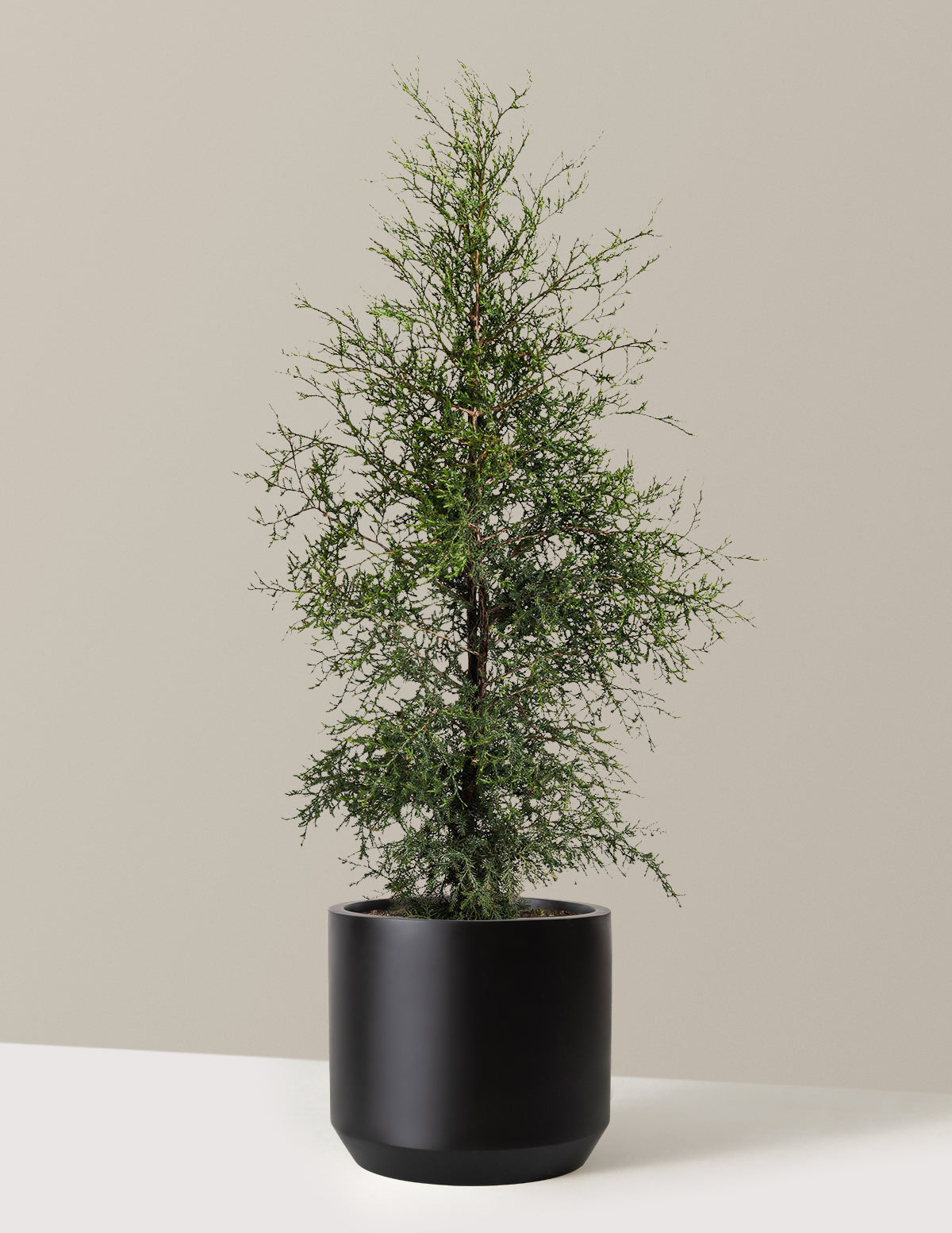 Brodie Eastern Red Cedar