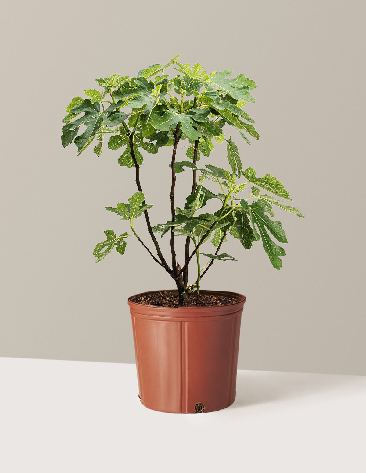 Fig Orchard Pack