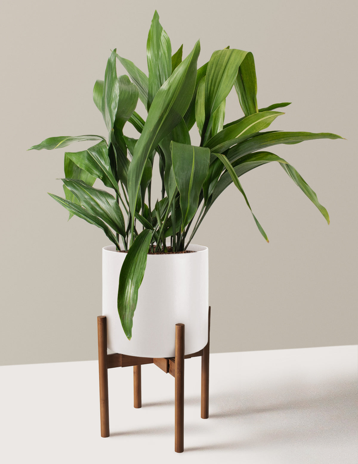 Large Cast Iron Plant
