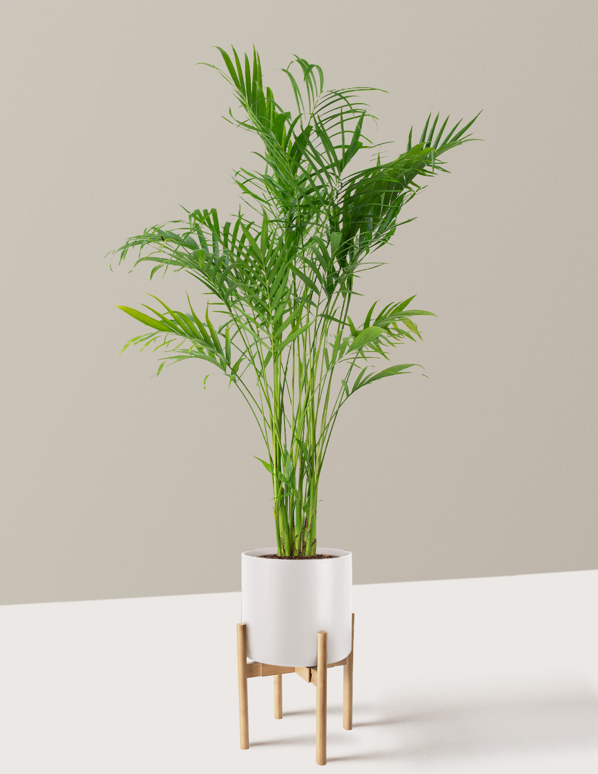 Large Cat Palm