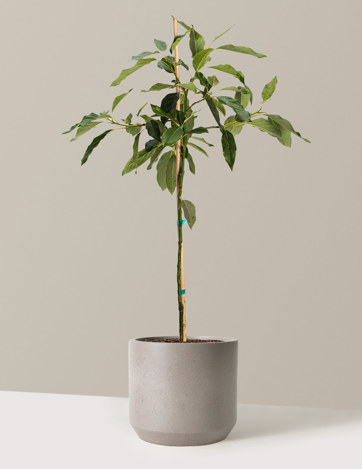 Cold Hardy Avocado Tree