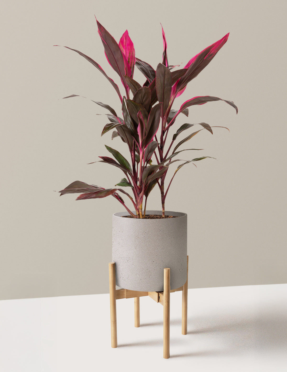 Large Cordyline Red Sister