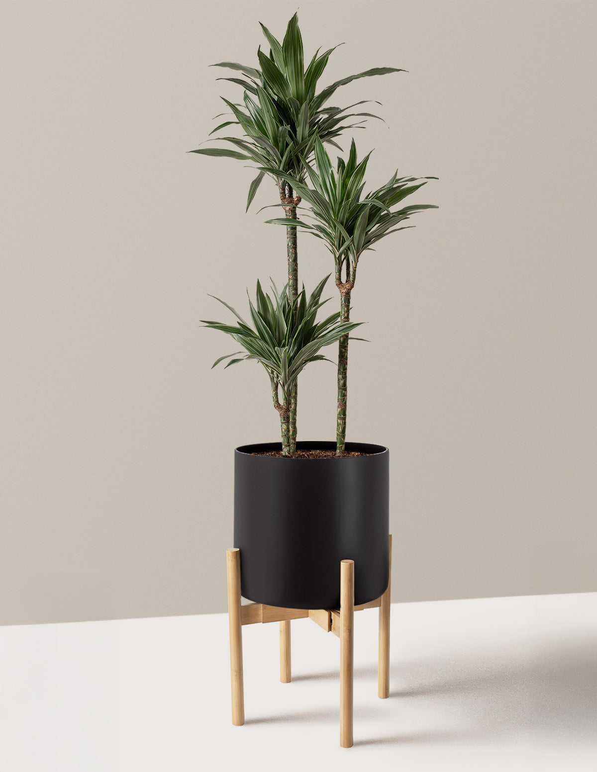 Large Dracaena Warneckii