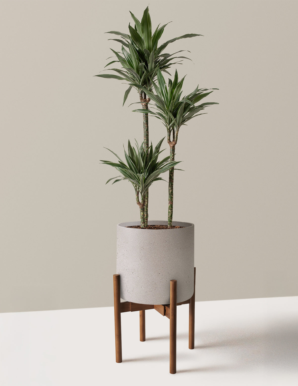 Large Dracaena Warneckii
