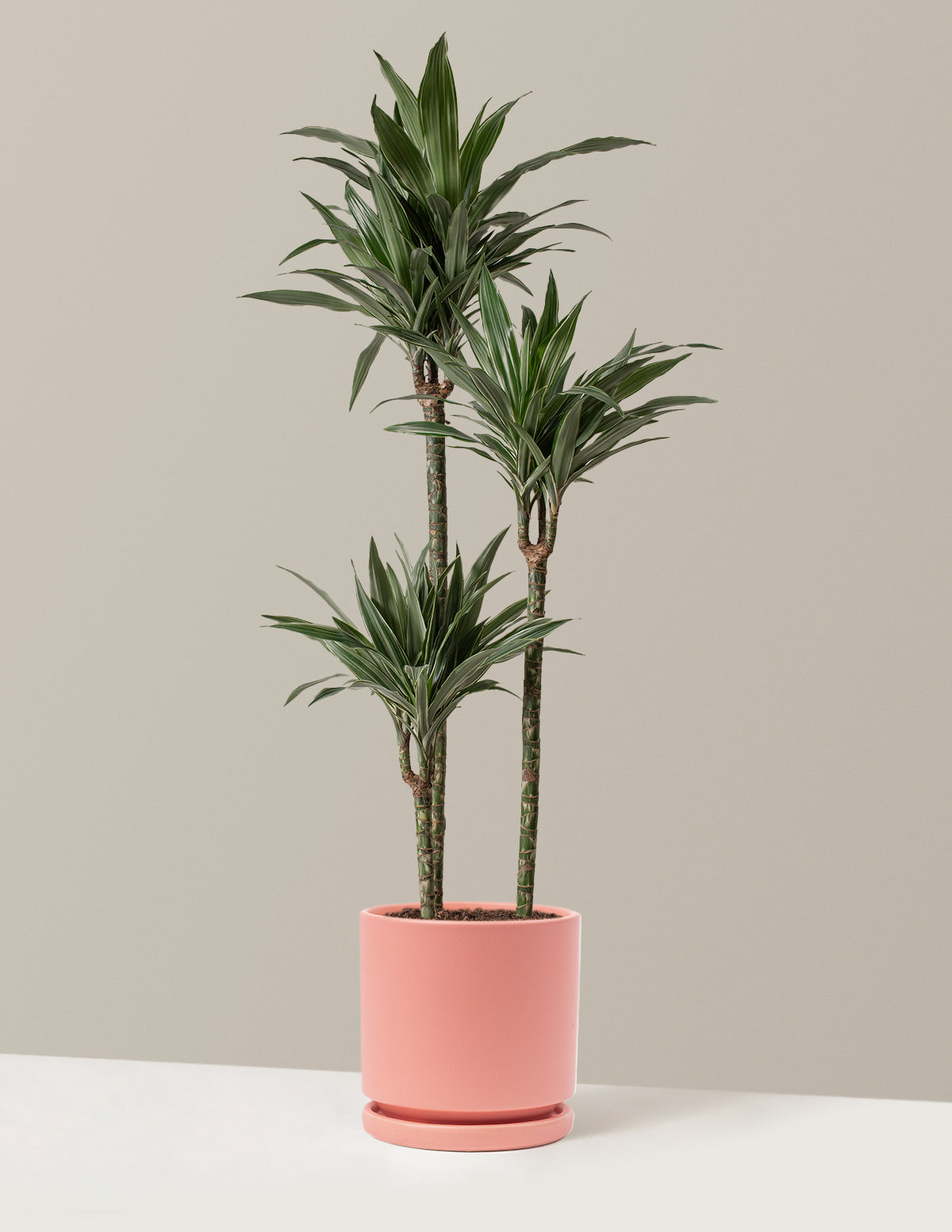 Large Dracaena Warneckii