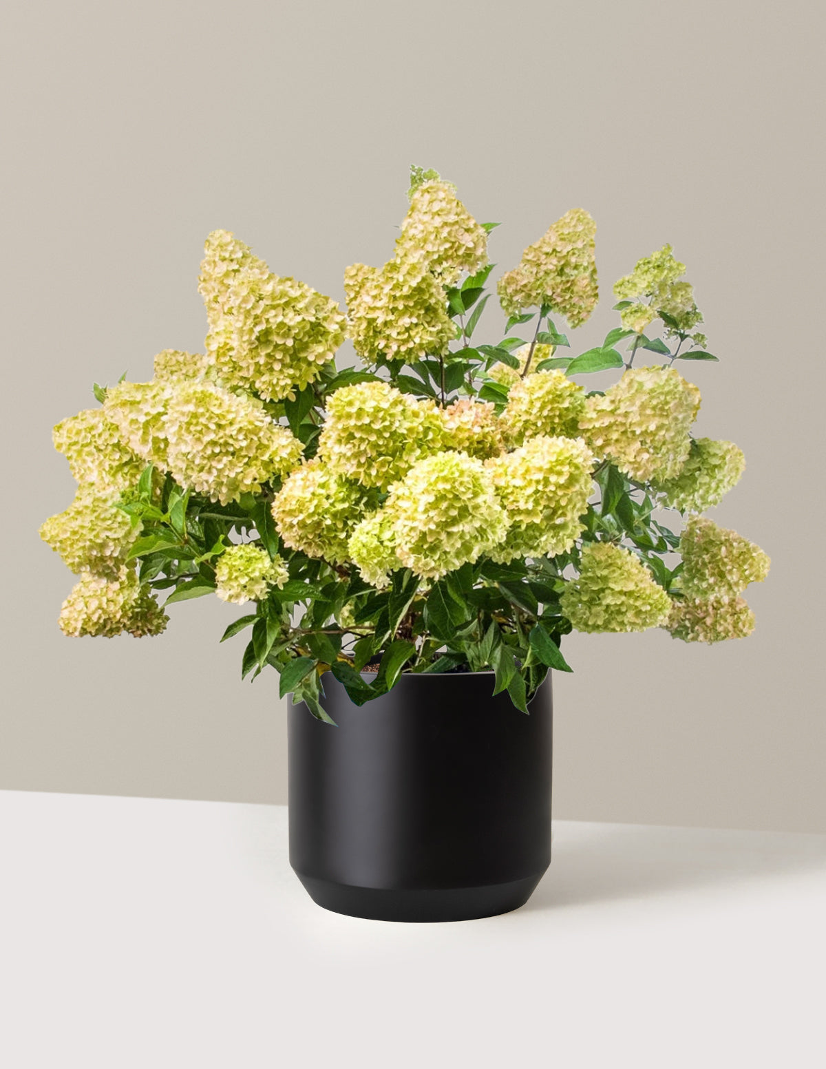 Dragon Baby™ Hydrangea