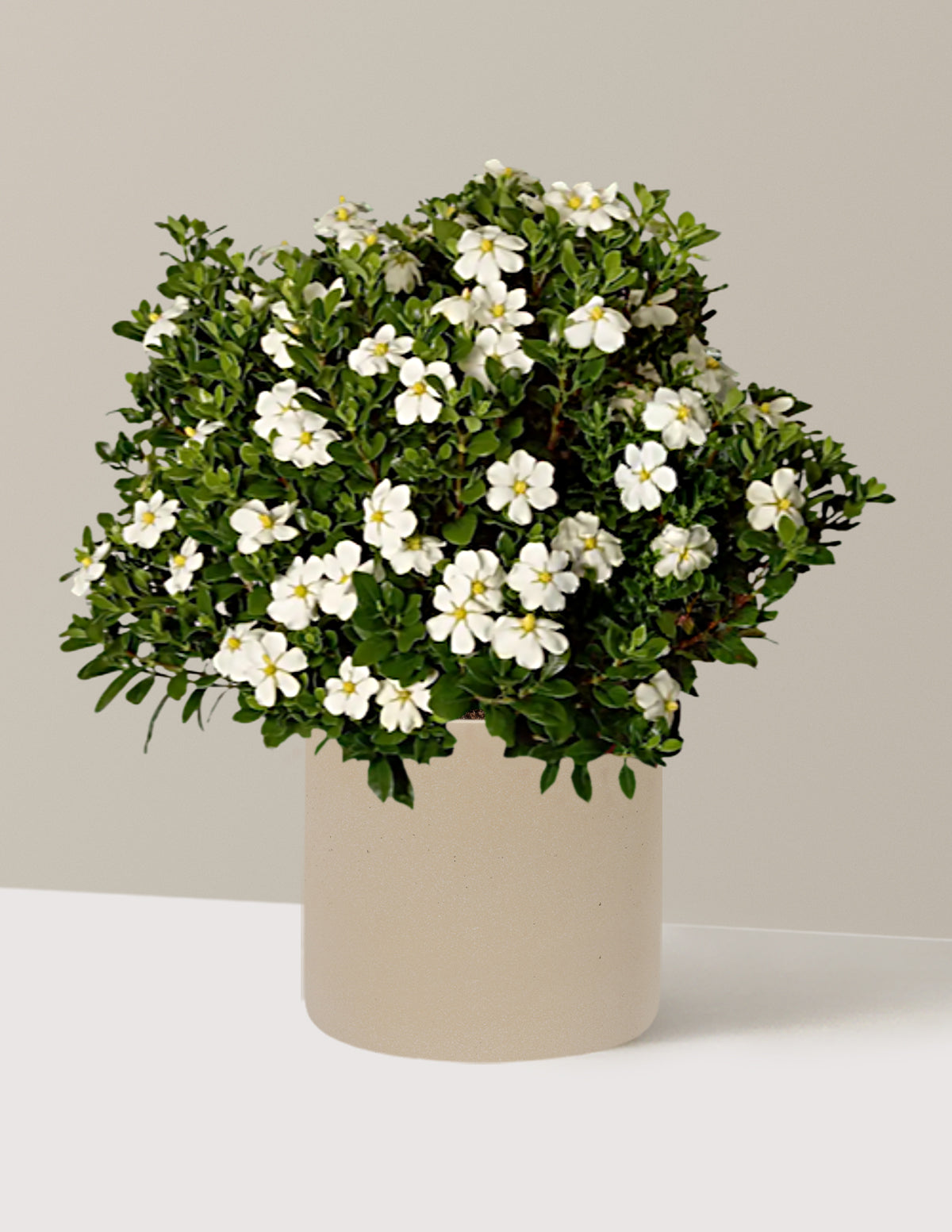 ScentAmazing® Gardenia