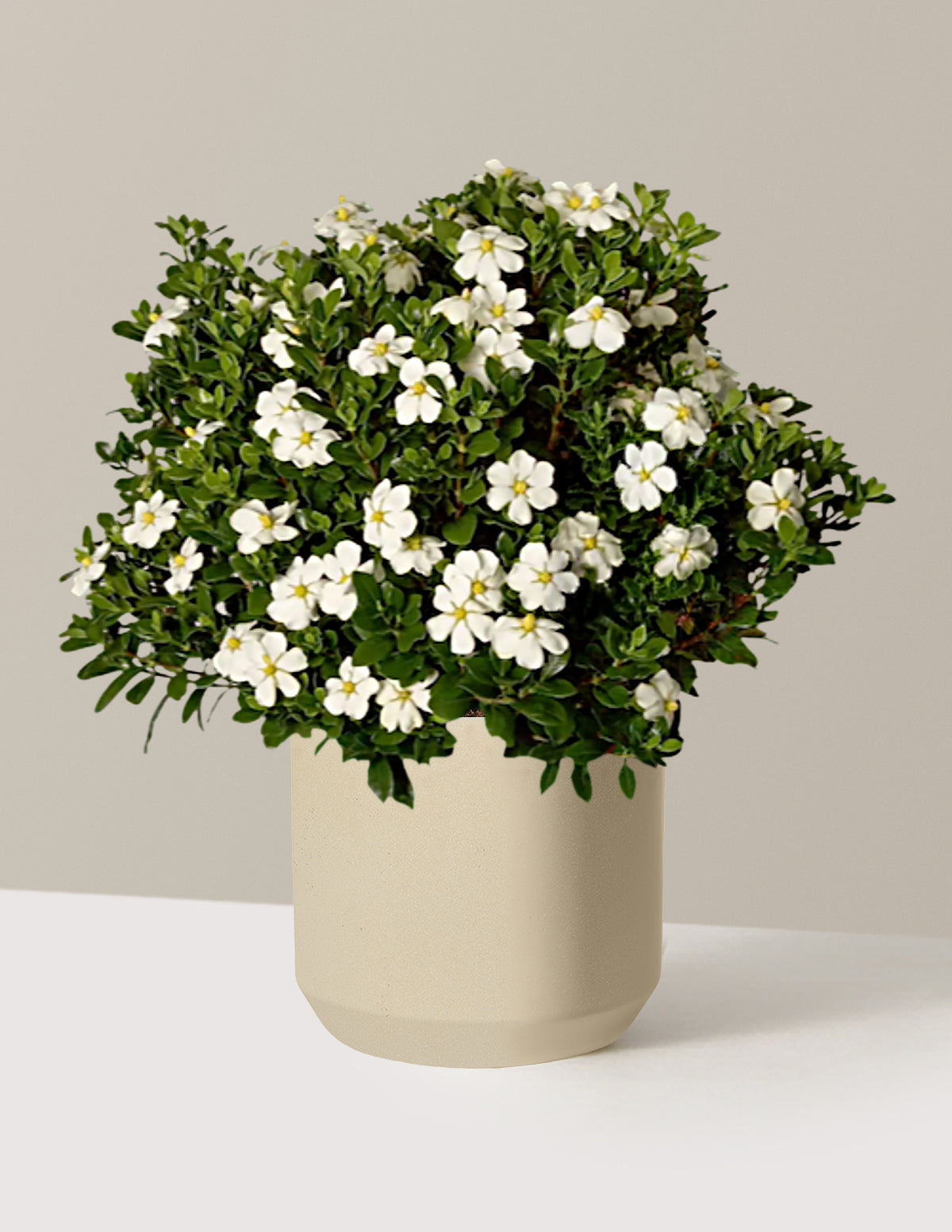 ScentAmazing® Gardenia