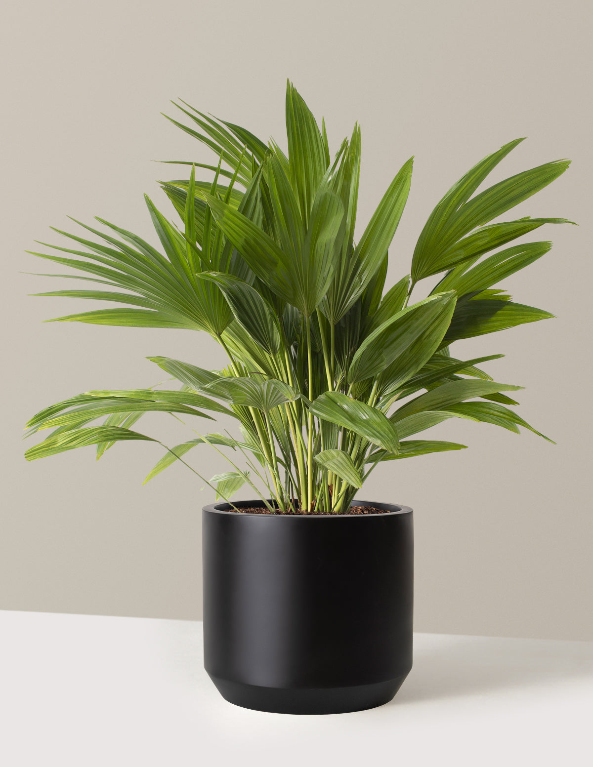 Fan Palm