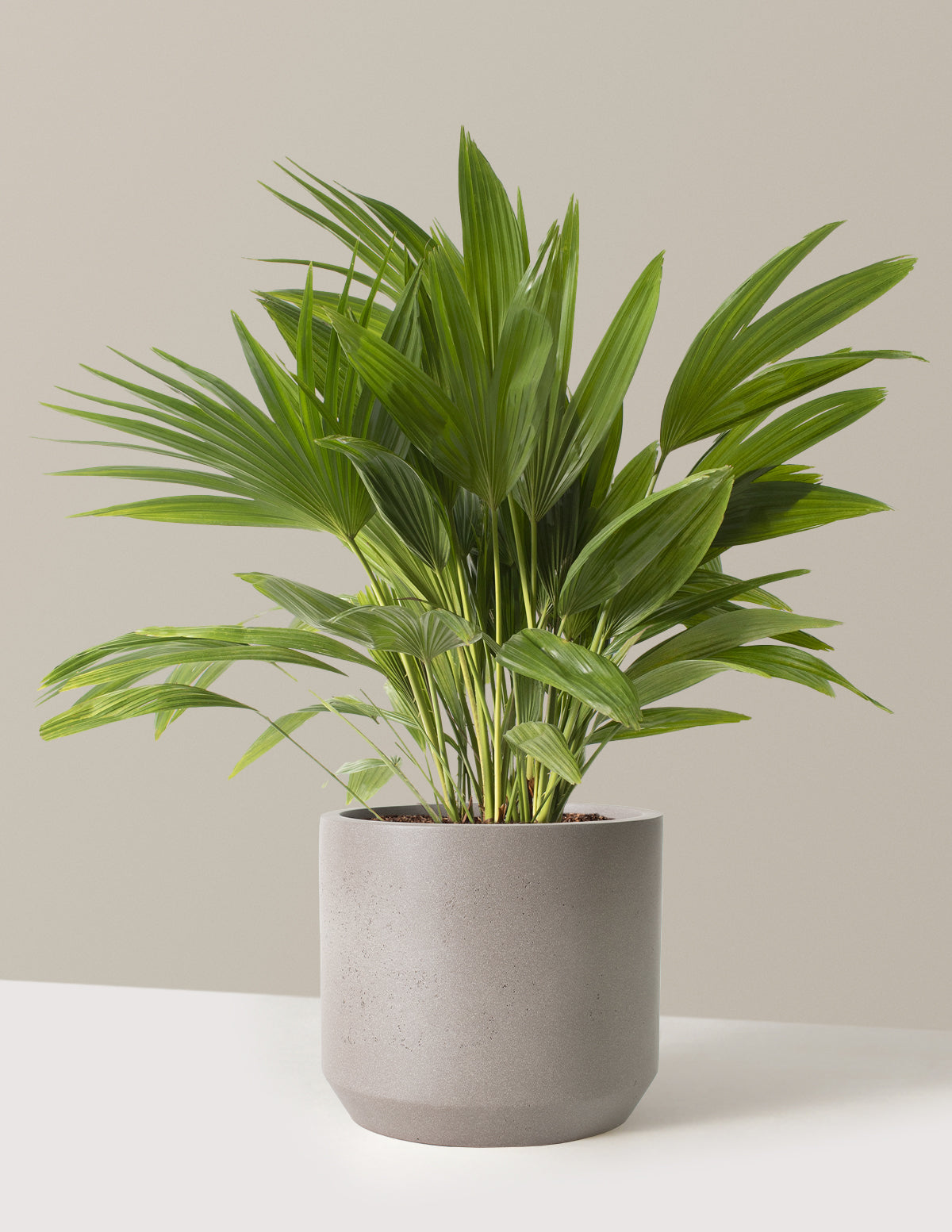 Fan Palm