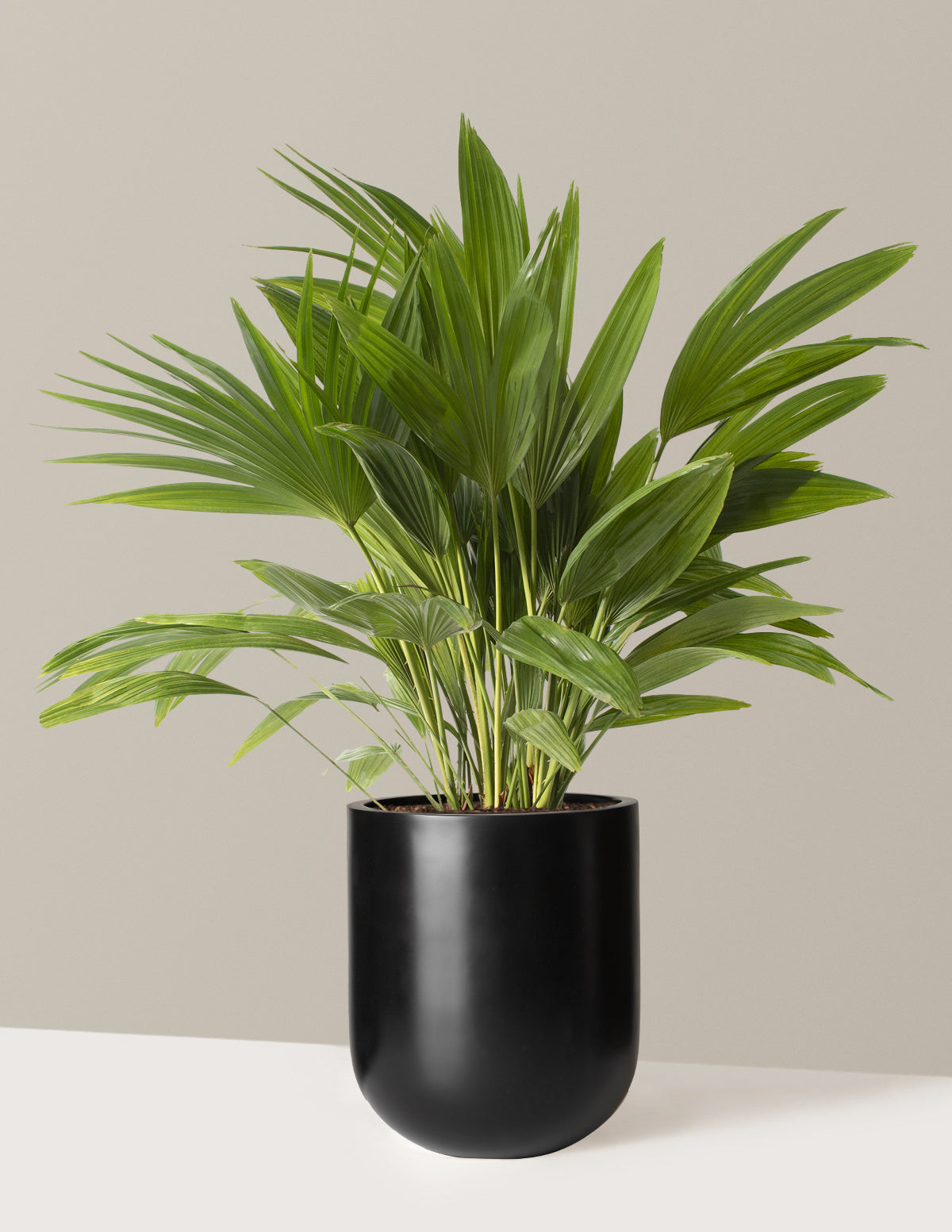 Fan Palm