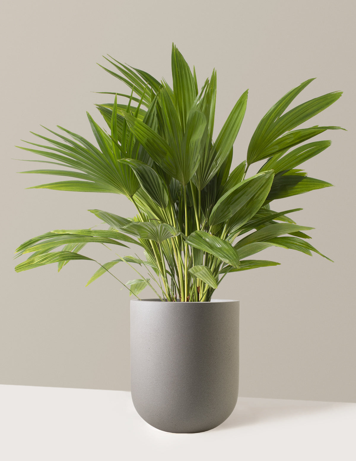 Fan Palm