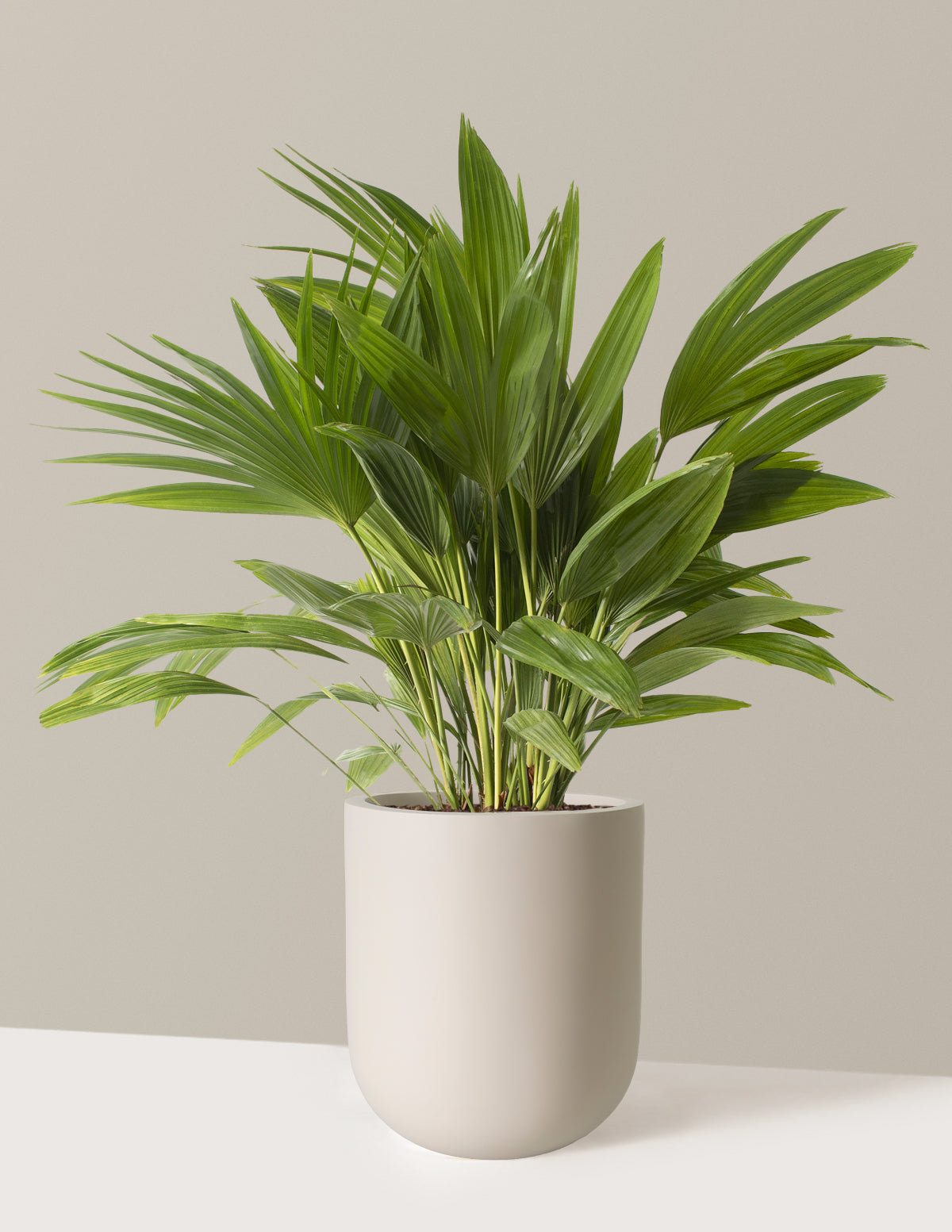 Fan Palm
